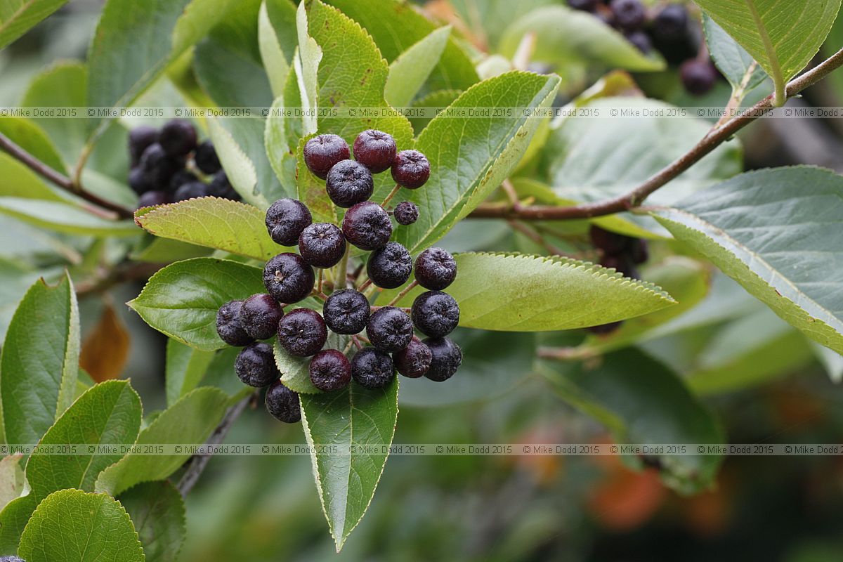 Aronia melanocarpa Black Chokeberry
