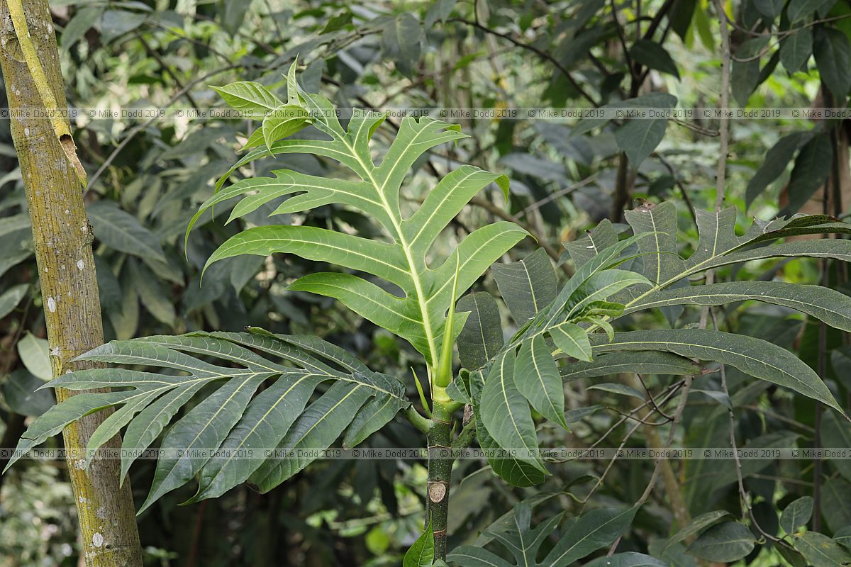 Artocarpus altilis Breadfruit