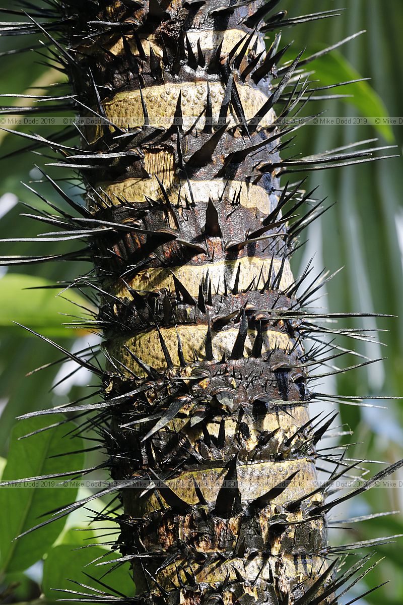 Astrocaryum mexicanum