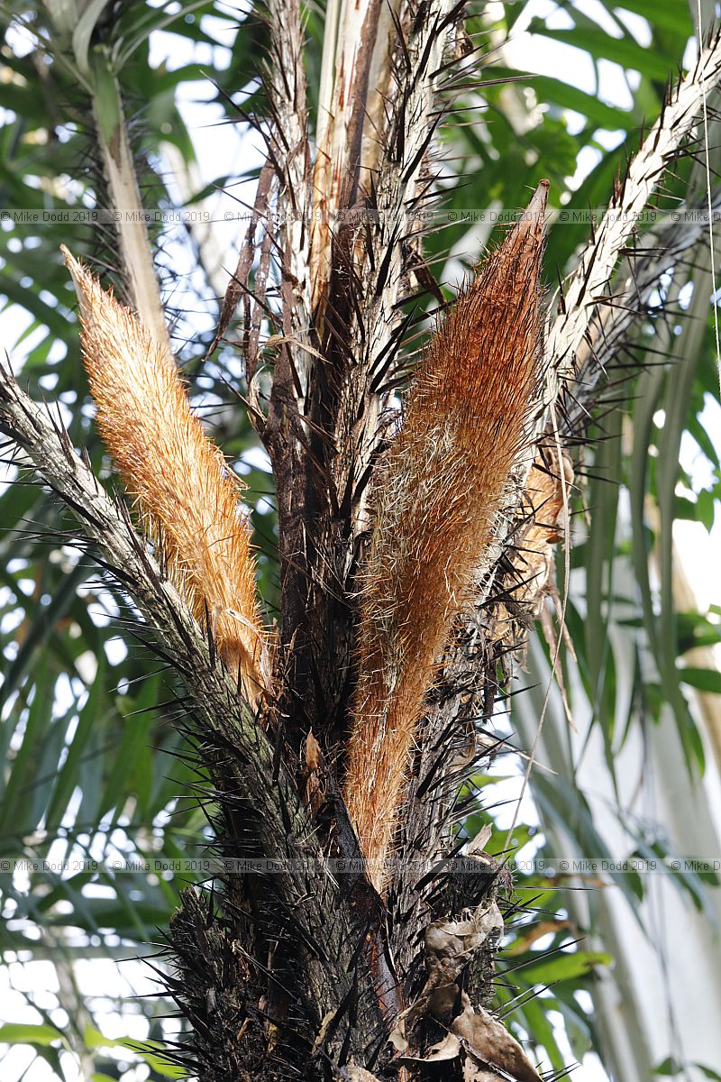 Astrocaryum mexicanum