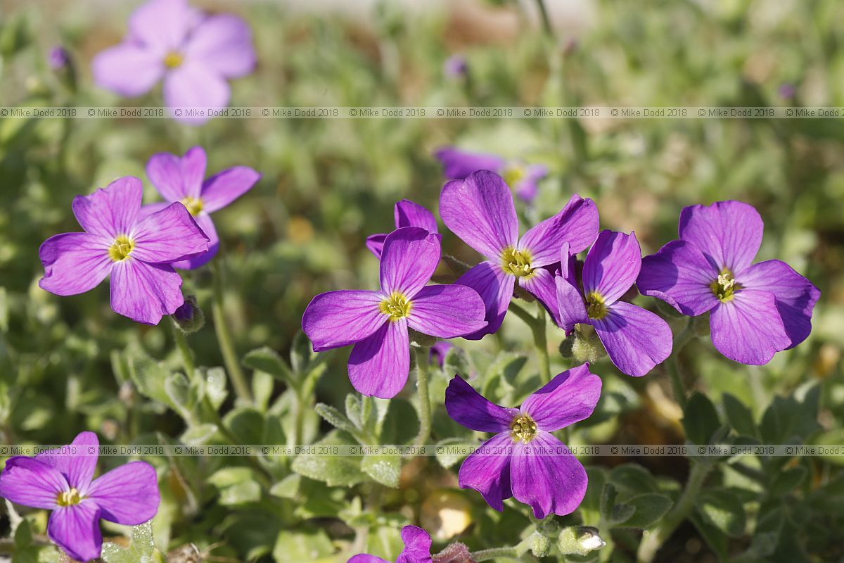 Aubrieta deltoidea