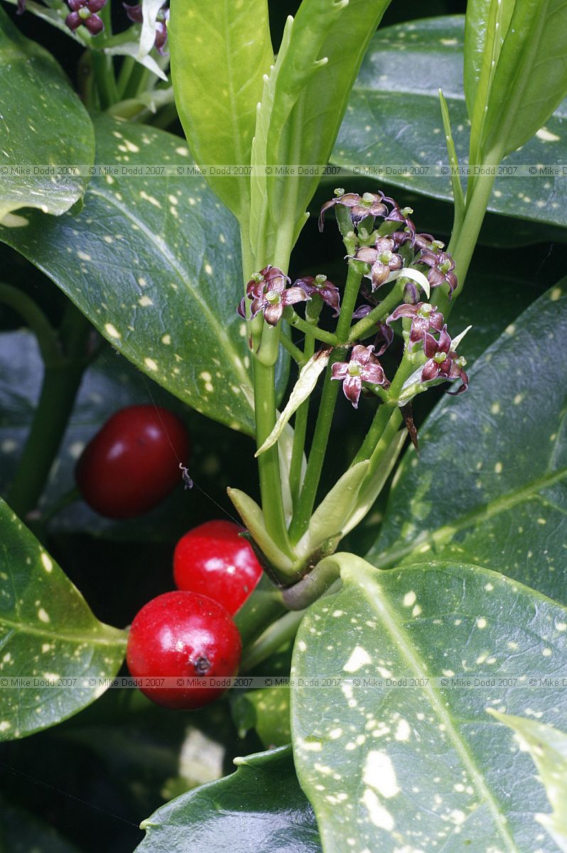 Aucuba japonica