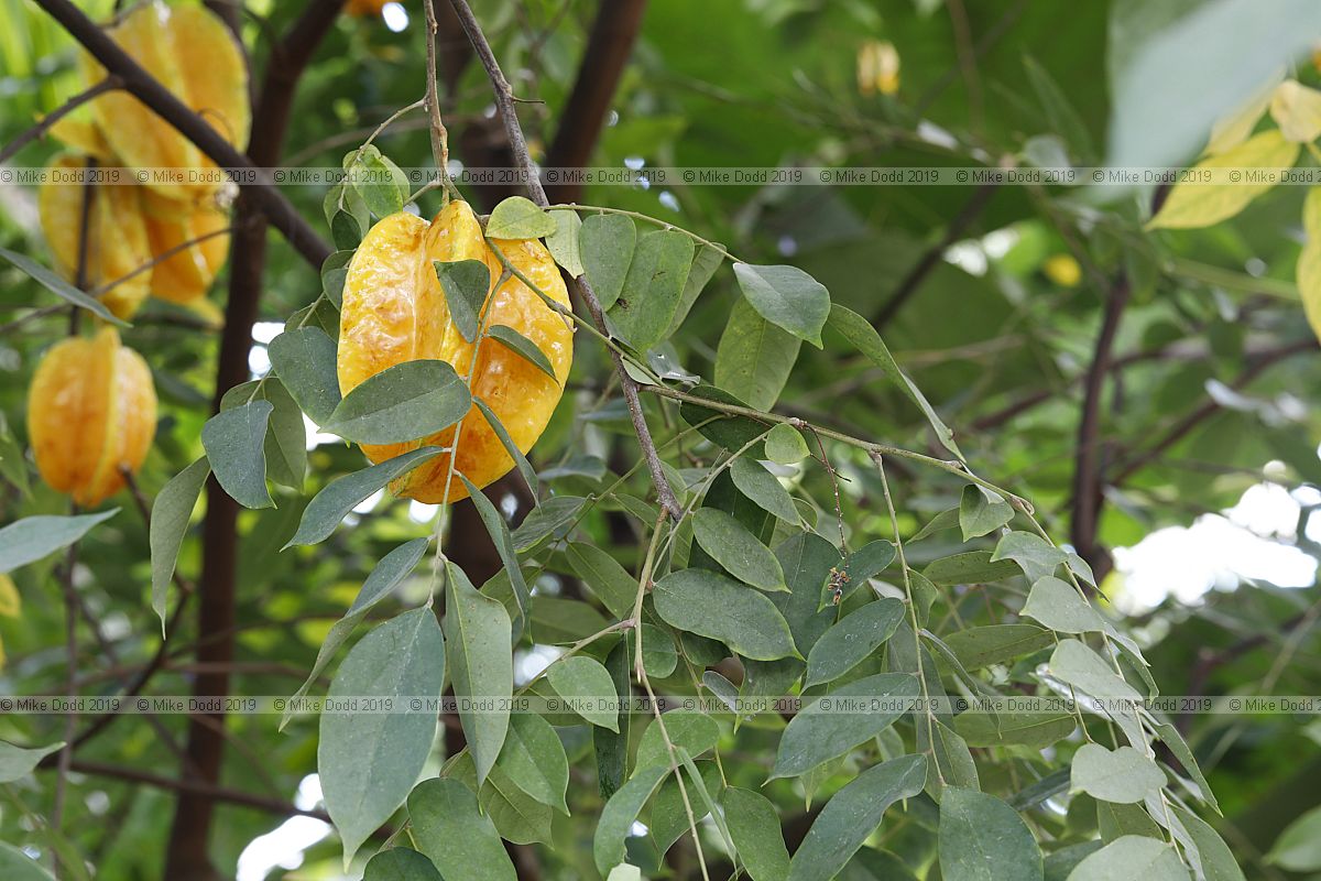 Averrhoa carambola Star fruit