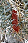 Banksia blechnifolia