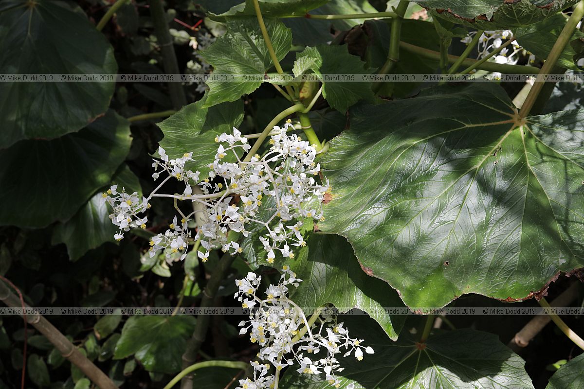 Begonia arborescens