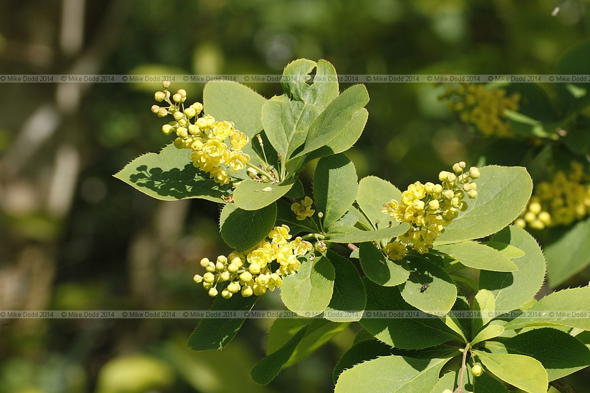 Berberis amurensis