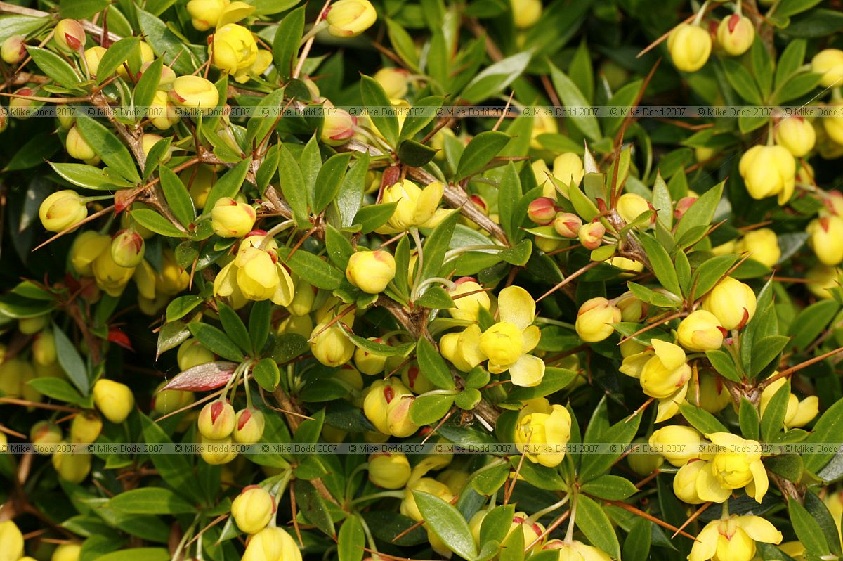 Berberis mucrifolia
