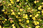 Berberis mucrifolia