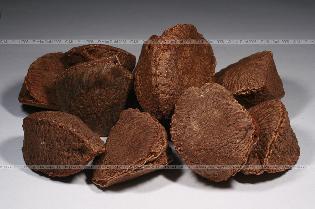 Bertholletia excelsa Brazil nuts