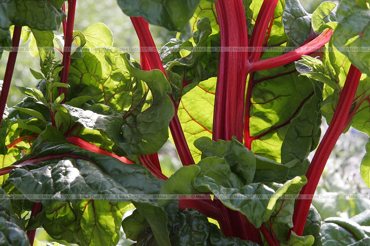 Beta vulgaris
