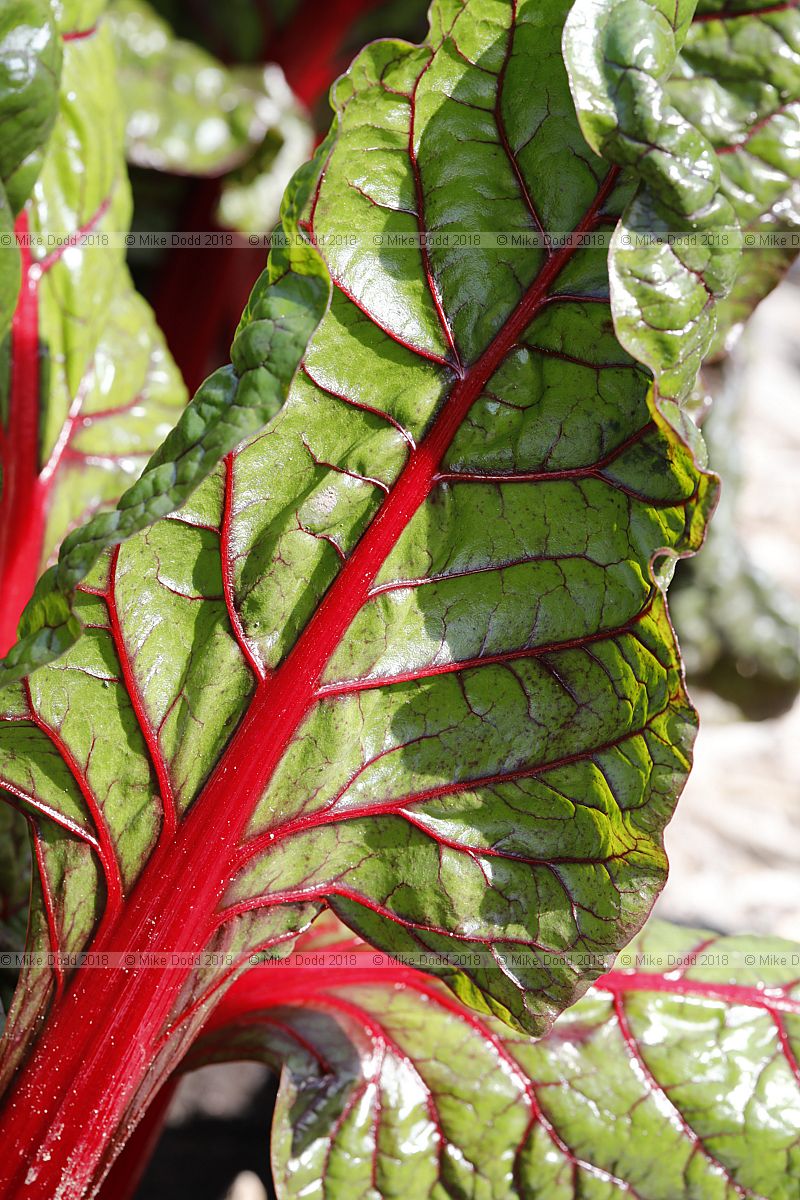 Beta vulgaris subsp. vulgaris 'Rhubarb Chard'