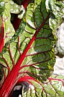 Beta vulgaris subsp. vulgaris 'Rhubarb Chard'