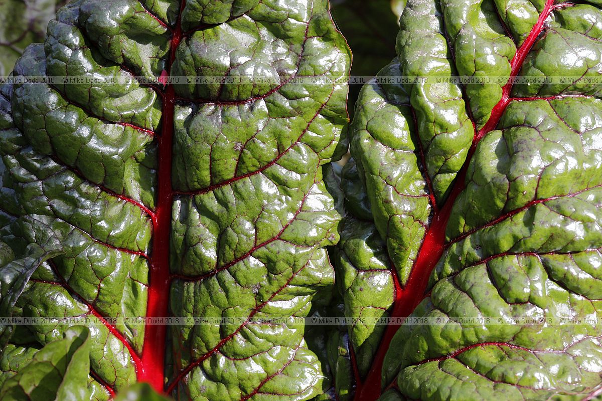 Beta vulgaris subsp. vulgaris 'Rhubarb Chard'