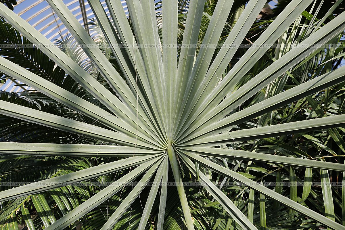 Bismarckia nobilis Bismarck palm