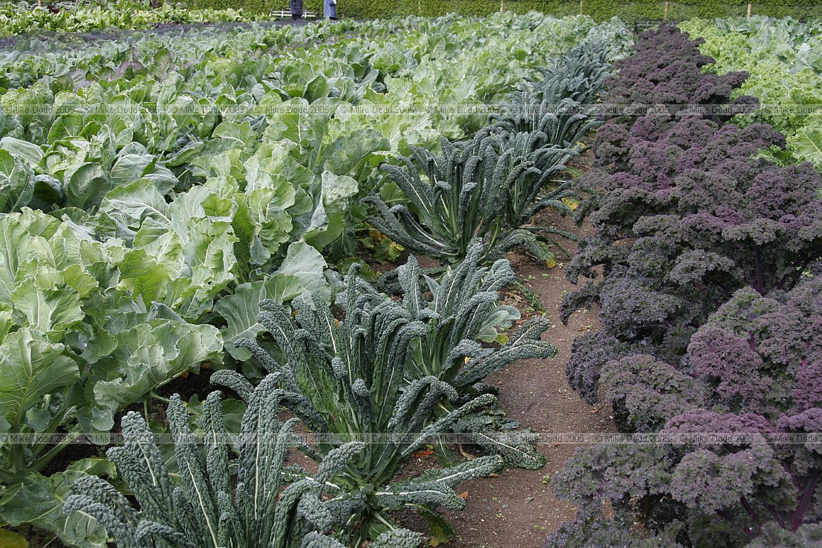 Brassica oleracea Kale