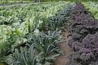 Brassica oleracea Kale