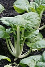Brassica rapa Chinese cabbage