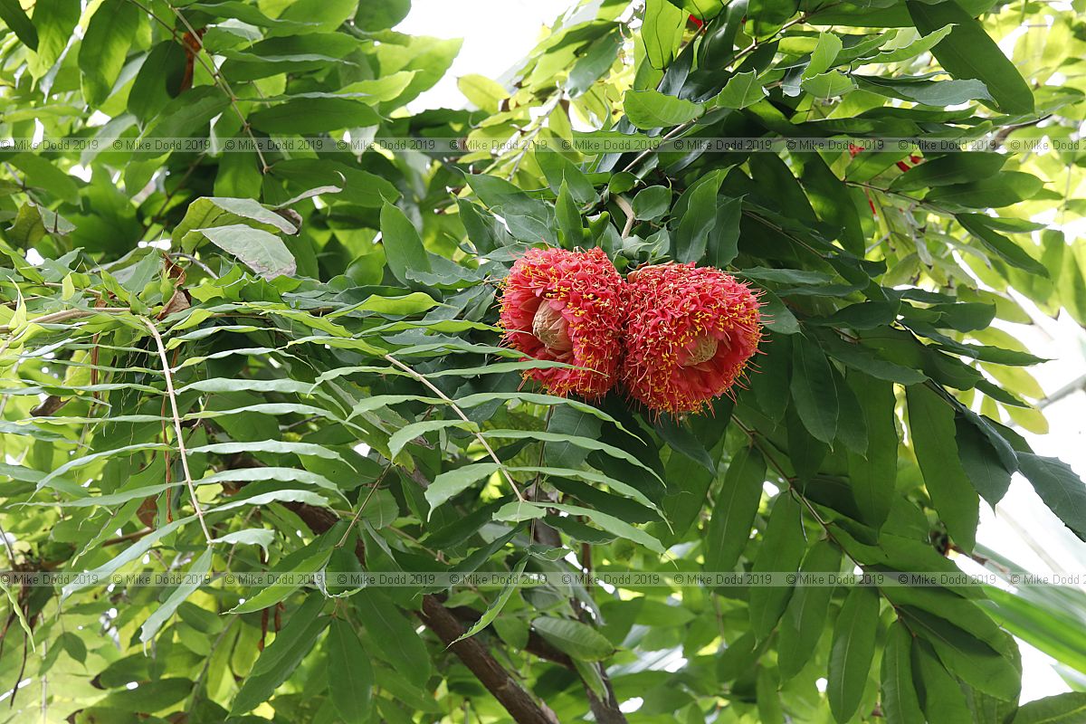 Brownea grandiceps Scarlet flame bean