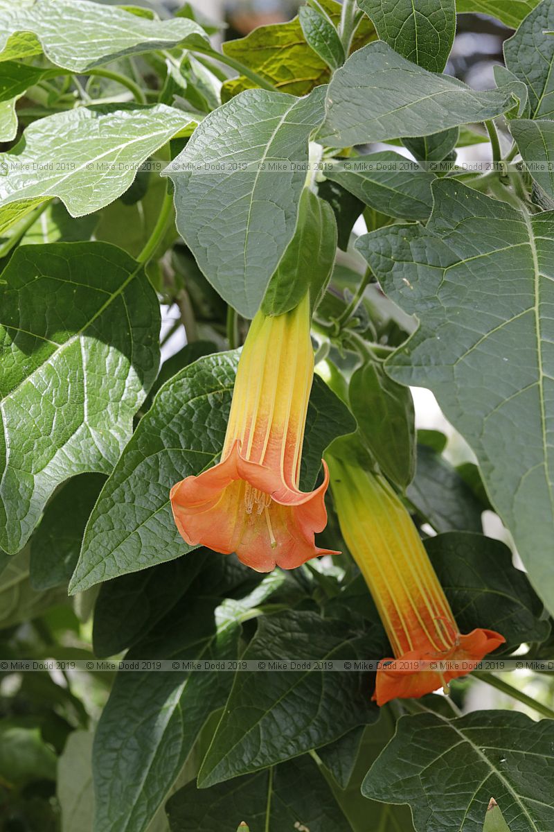 Brugmansia sanguinea