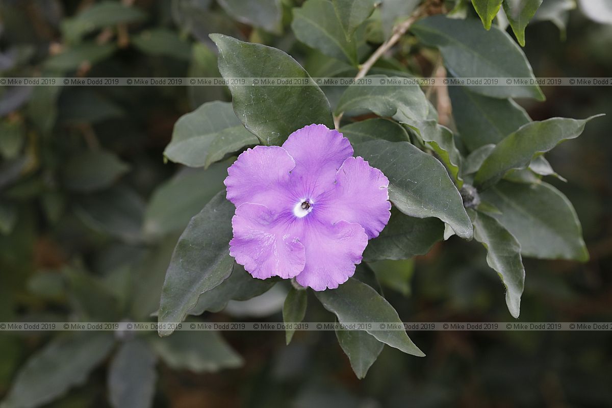 Brunfelsia pauciflora