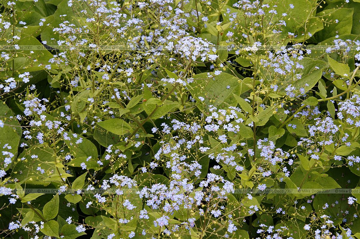 Brunnera macrophylla Siberian bugloss (?)