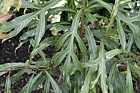 Buckinghamia celsissima showing large amount of leaf variation