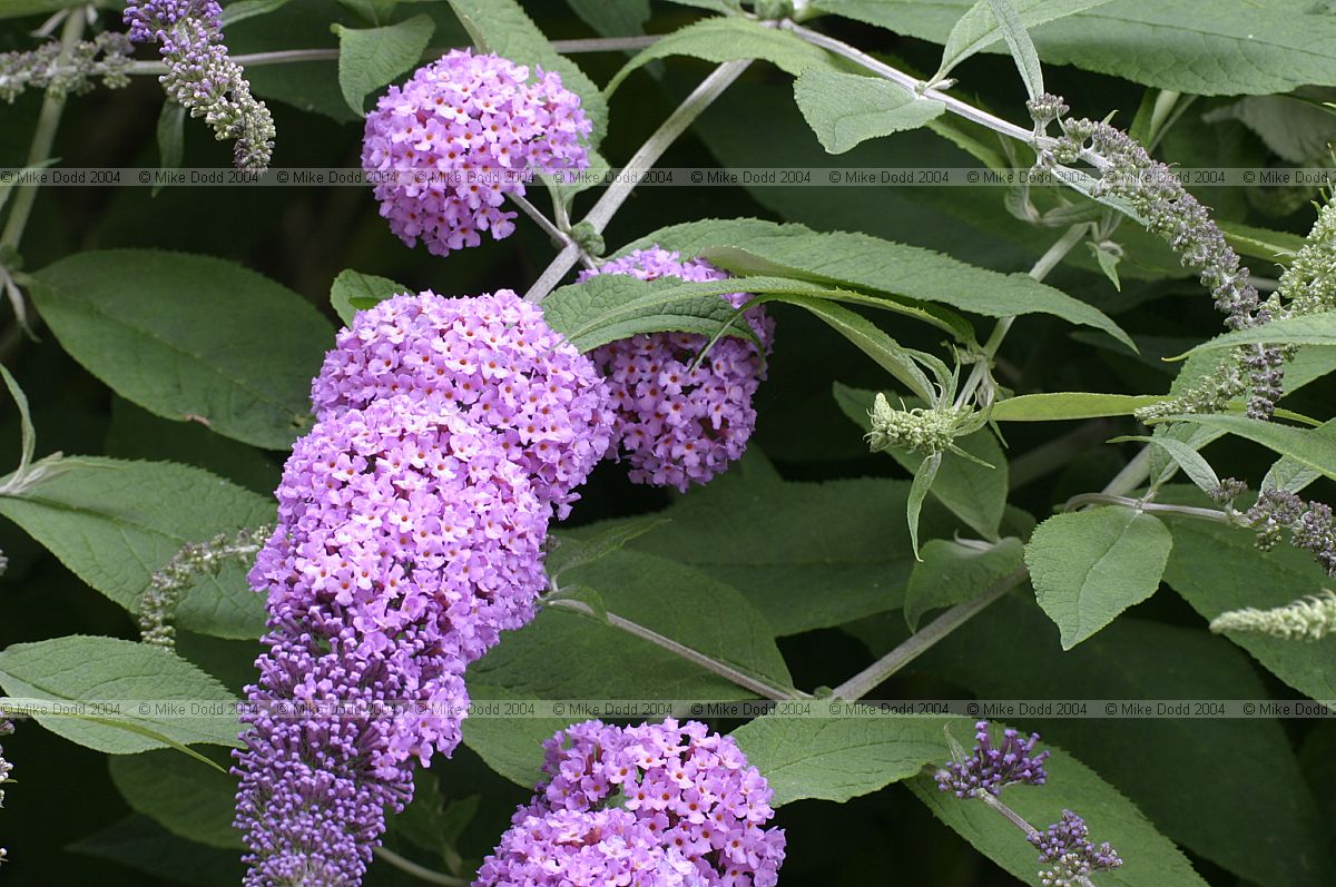 Buddleja davidii Butterfly bush