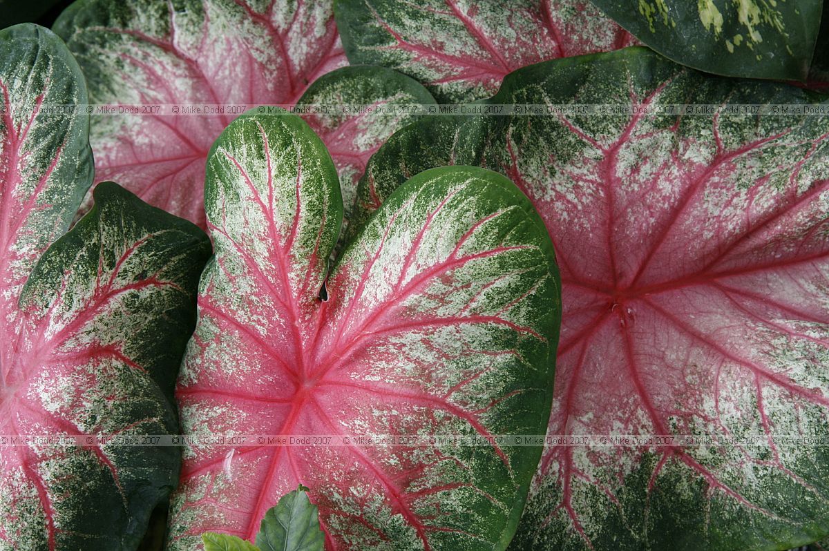 Caladium bicolor 'Rosebud'