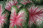 Caladium bicolor 'Rosebud'