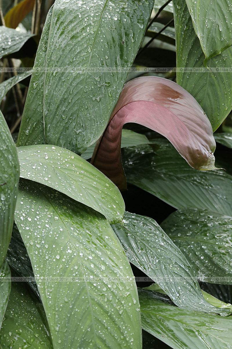 Calathea varians