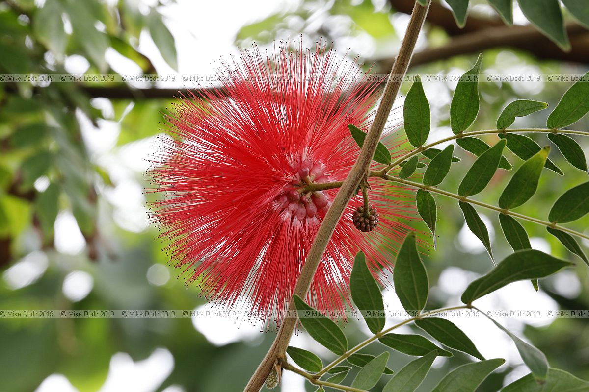 Calliandra haematocephala