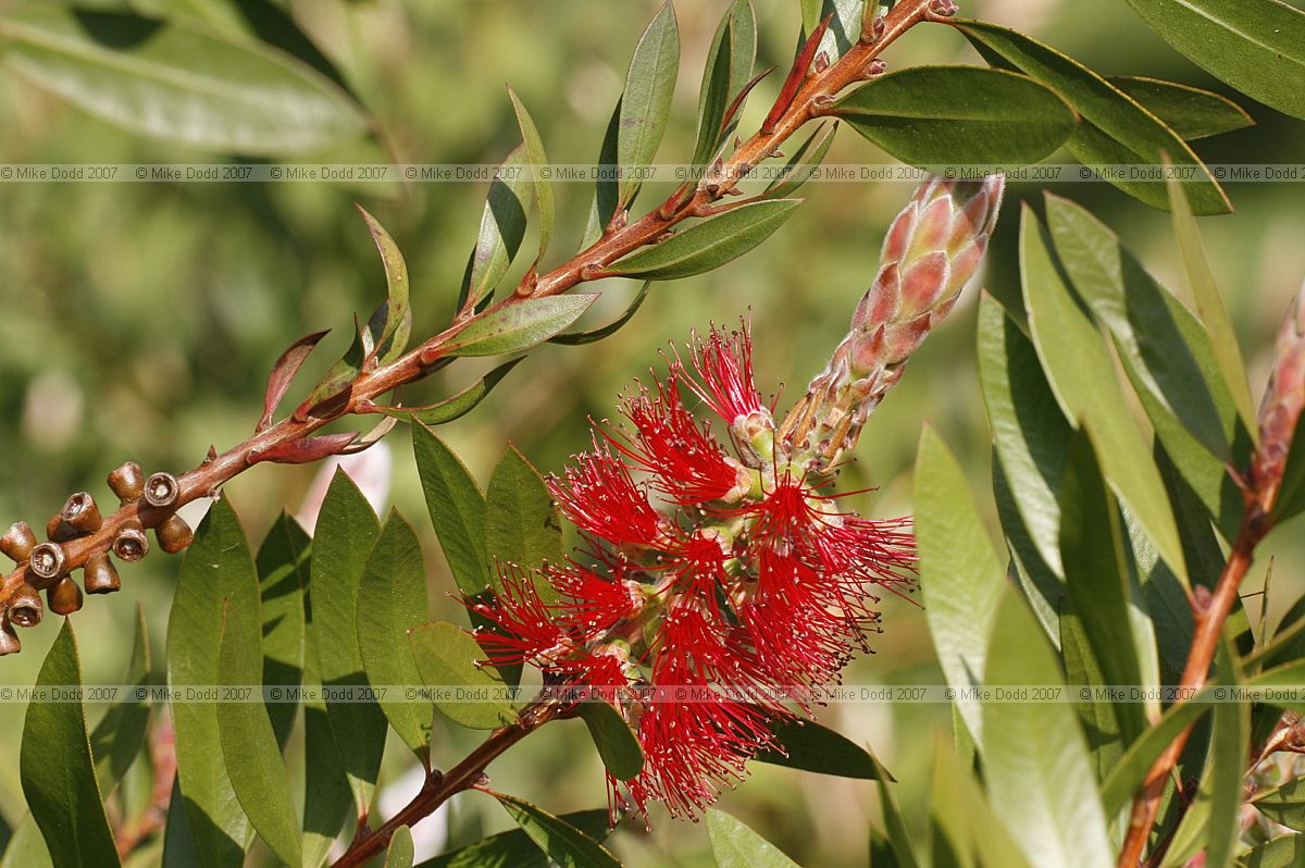 Callistemon citrinus Crimson Bottlebrush (?)