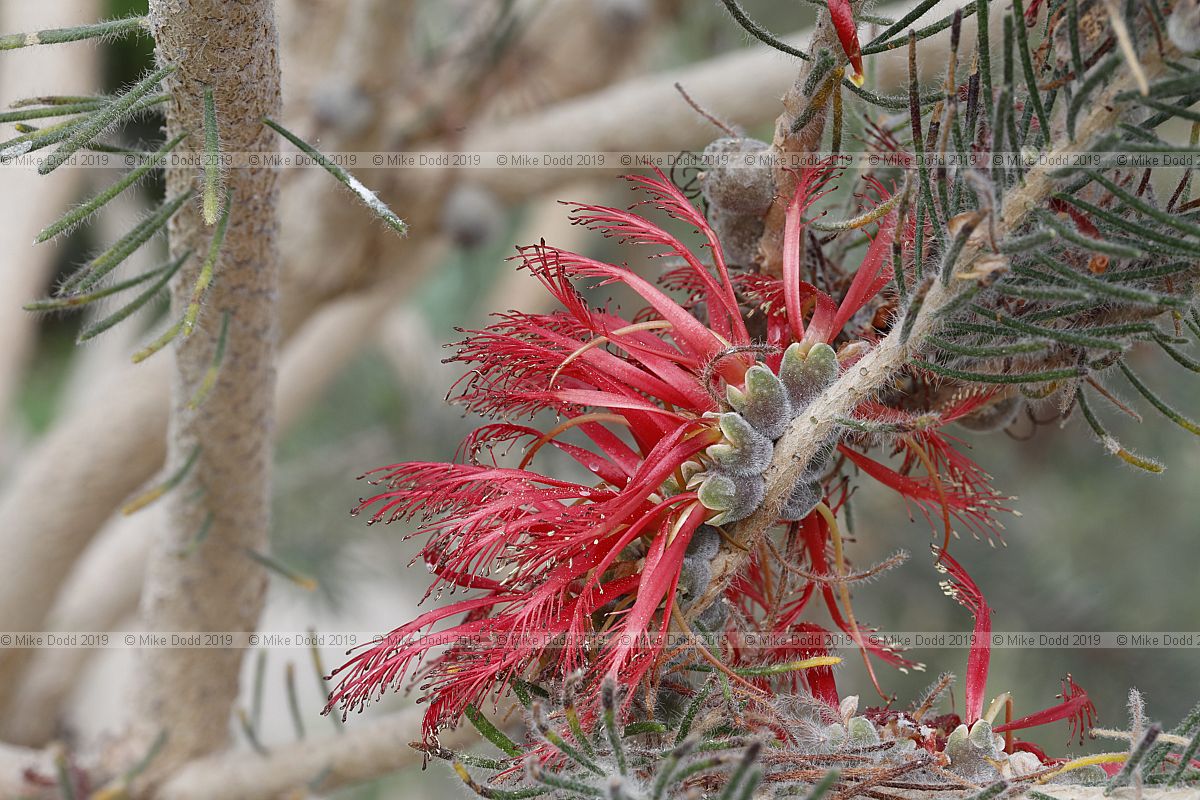 Calothamnus quadrifidus