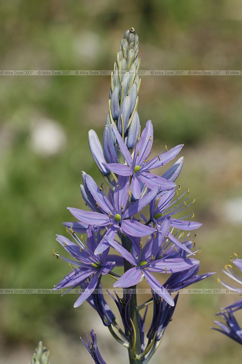 Camassia leichtlinii