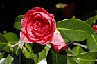 Camellia japonica 'Armida Rosea'
