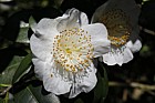 Camellia japonica 'Hakutaka'
