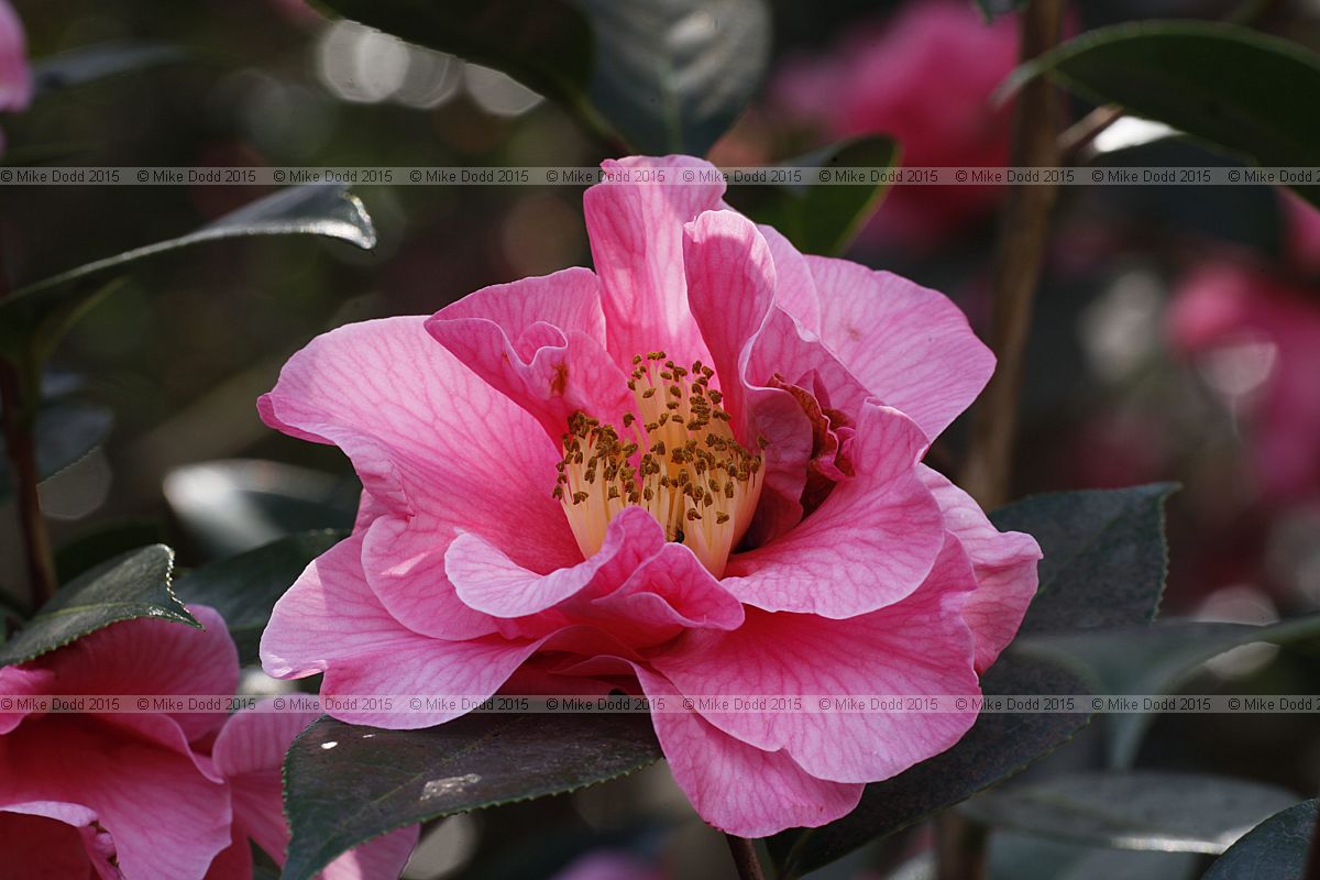 Camellia 'Leonard Messel'