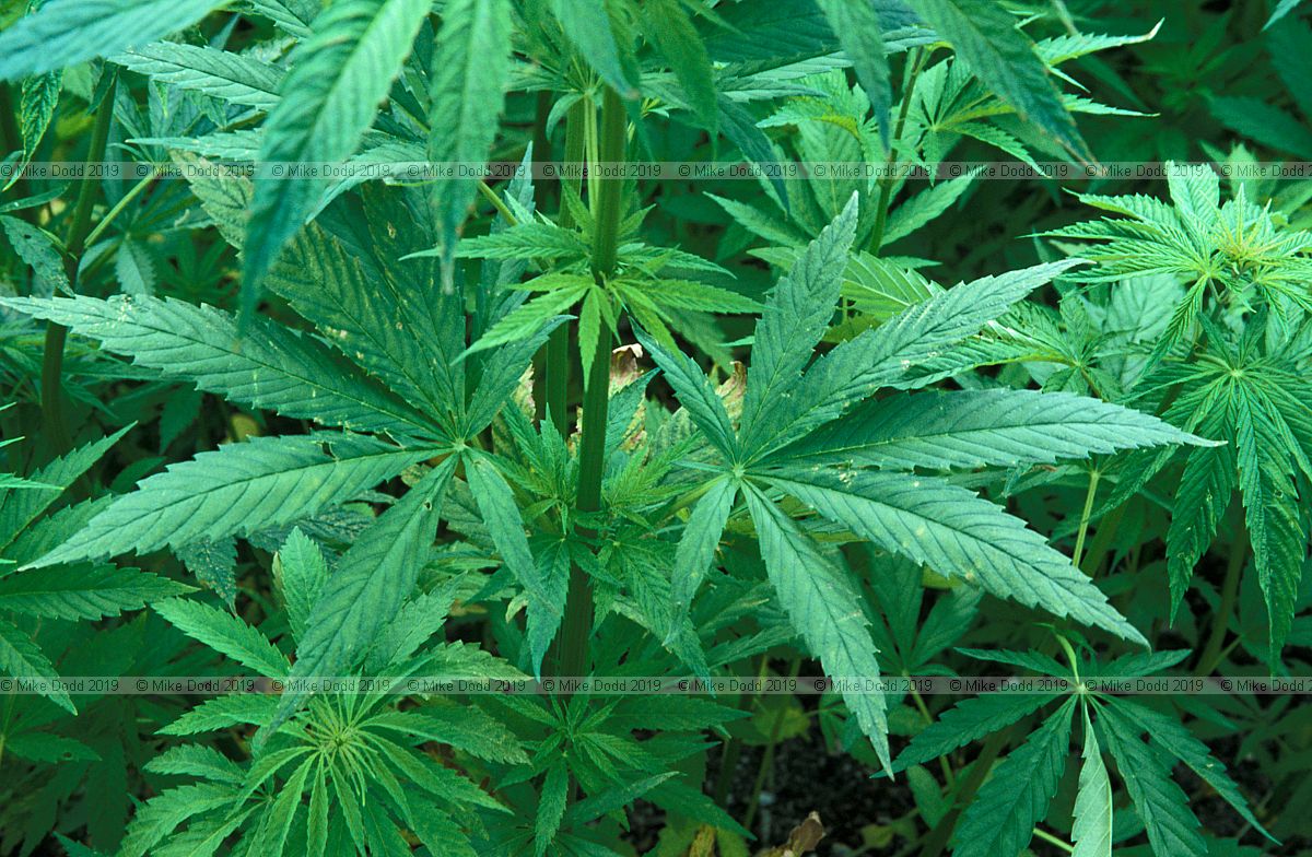 Cannabis sativa hemp