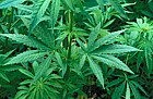 Cannabis sativa hemp