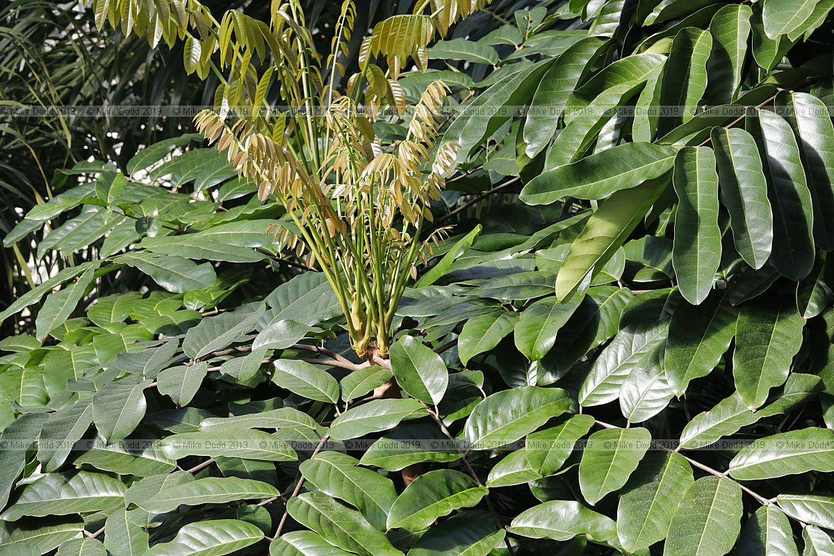 Carapa guianensis Crabwood
