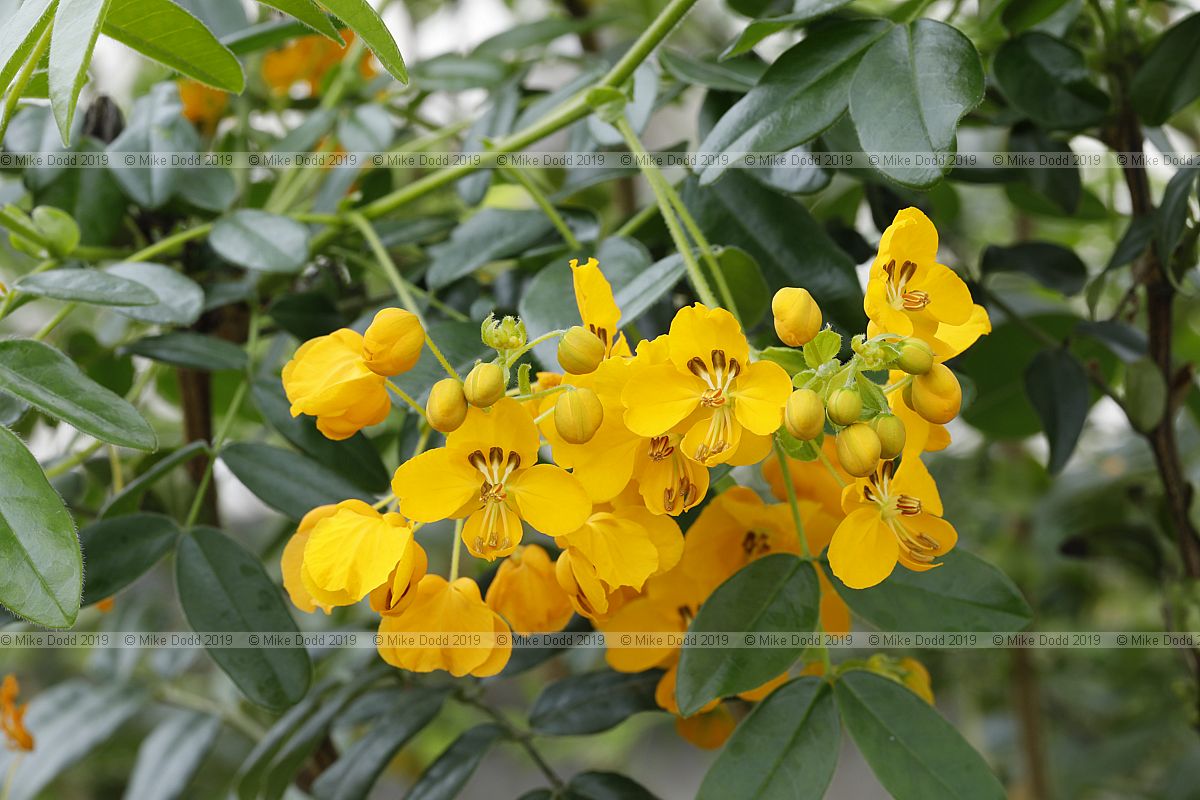 Cassia sp (?)