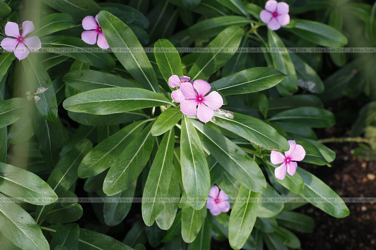 Catharanthus rosea Madagascar periwinkle