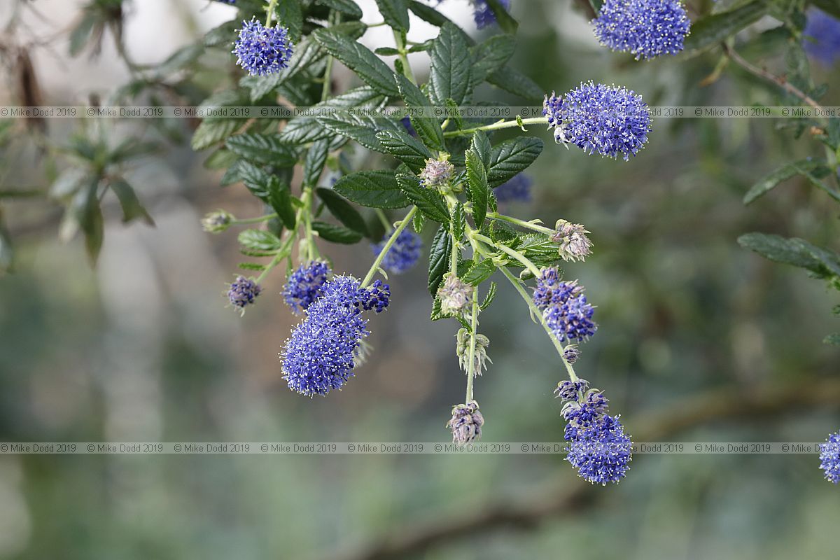 Ceanothus 'Concha'