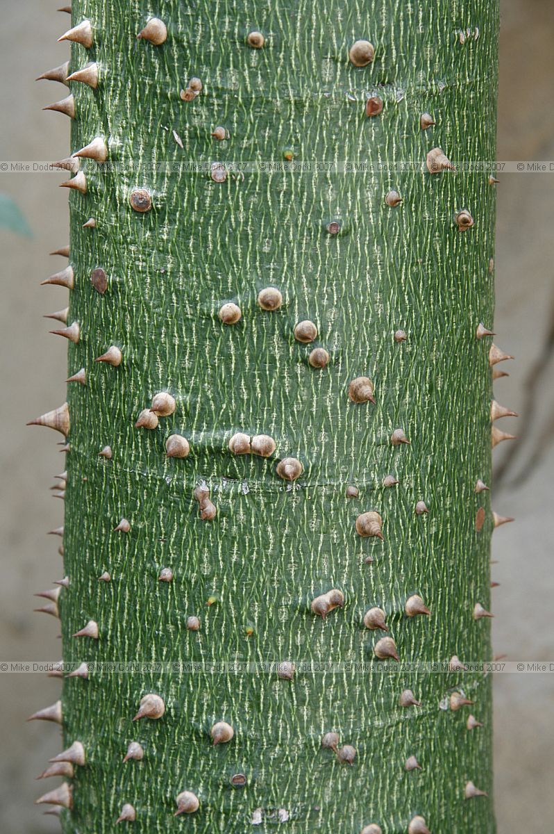 Ceiba pentandra Malvaceae Kapok