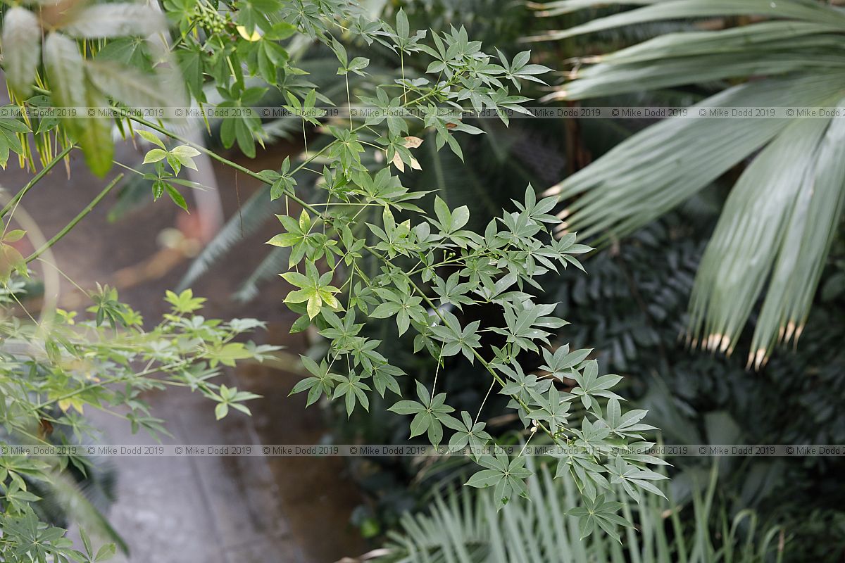 Ceiba pentandra Kapok tree