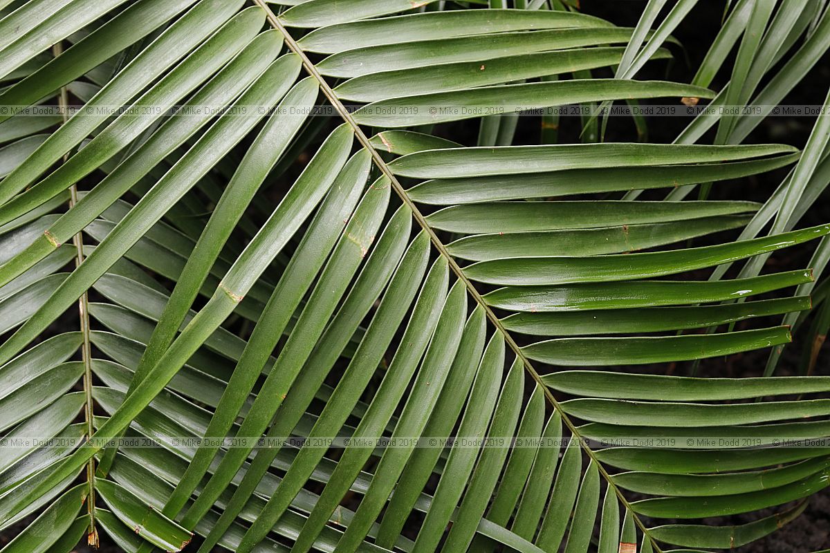 Ceratozamia kuesteriana