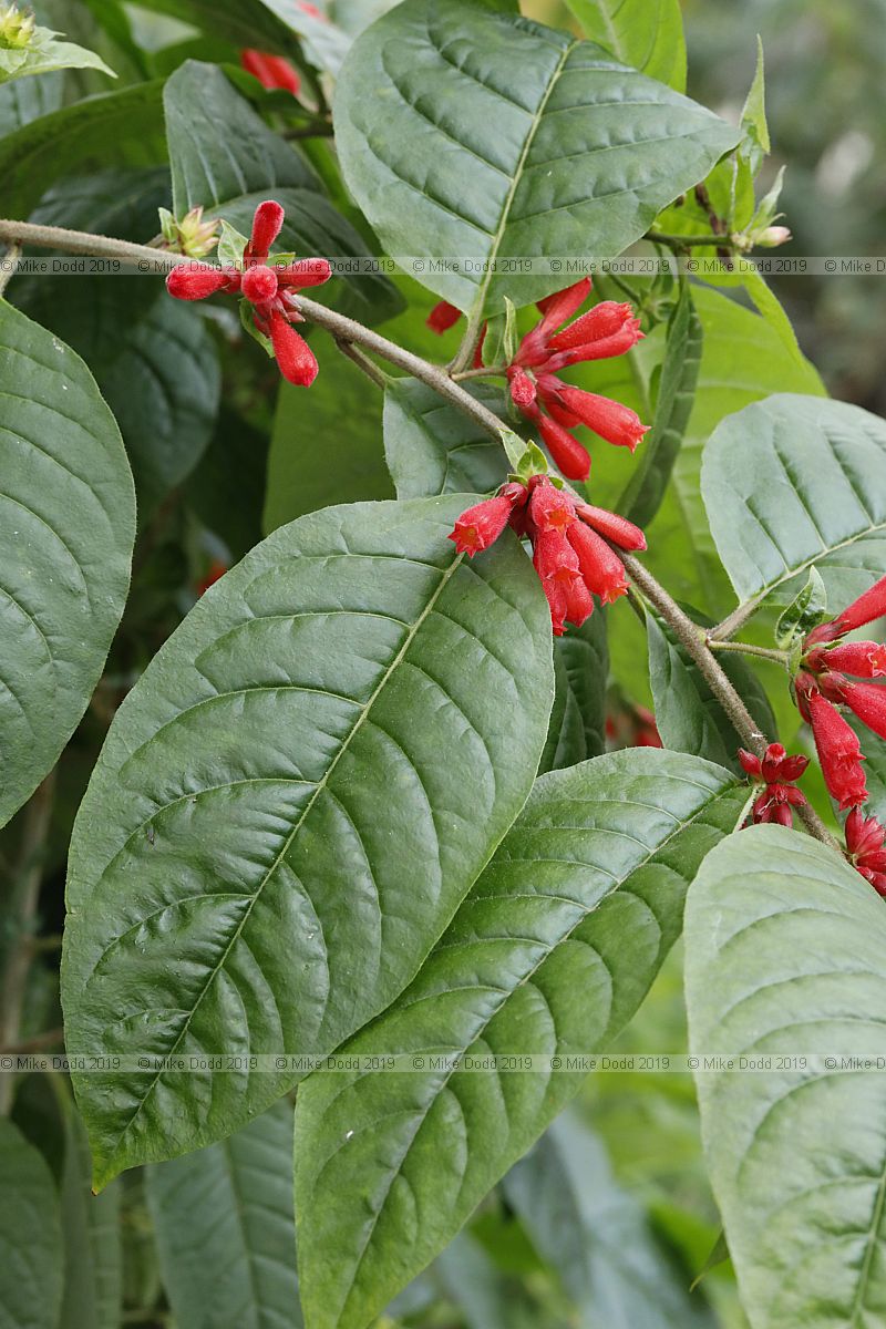 Cestrum fasciculatum
