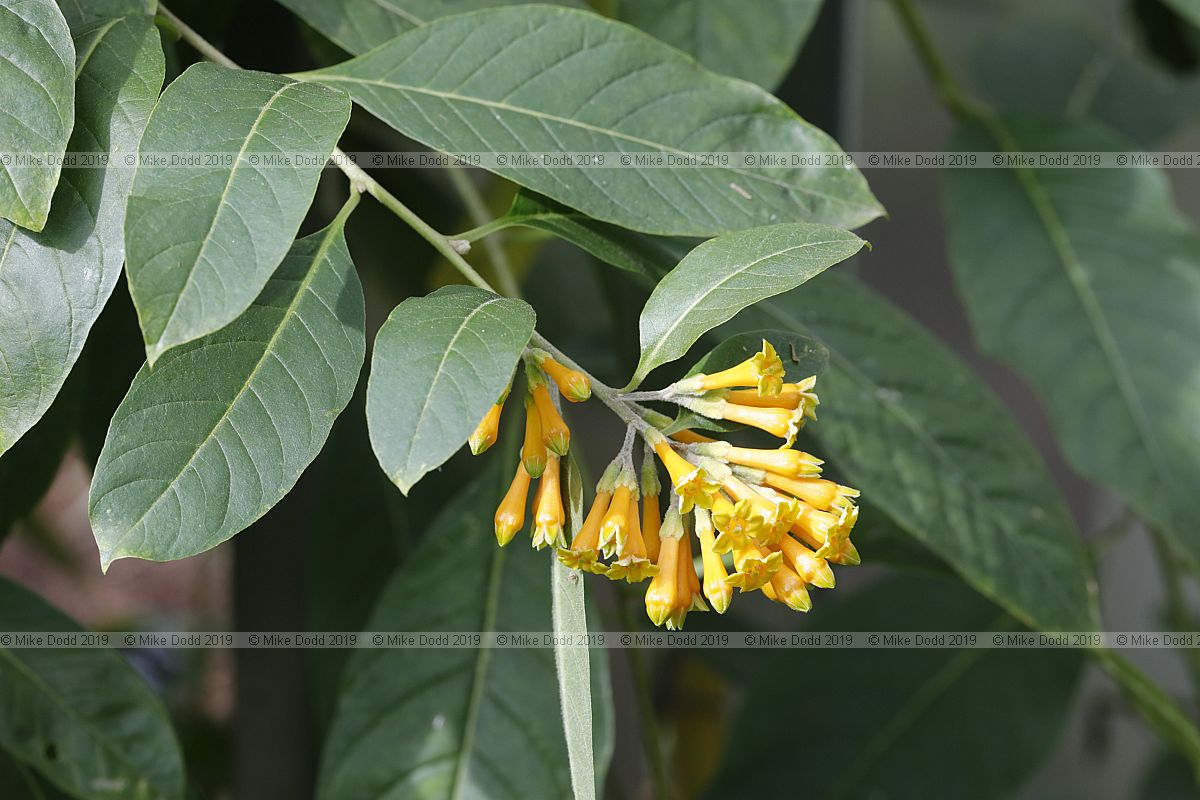 Cestrum psittacinum