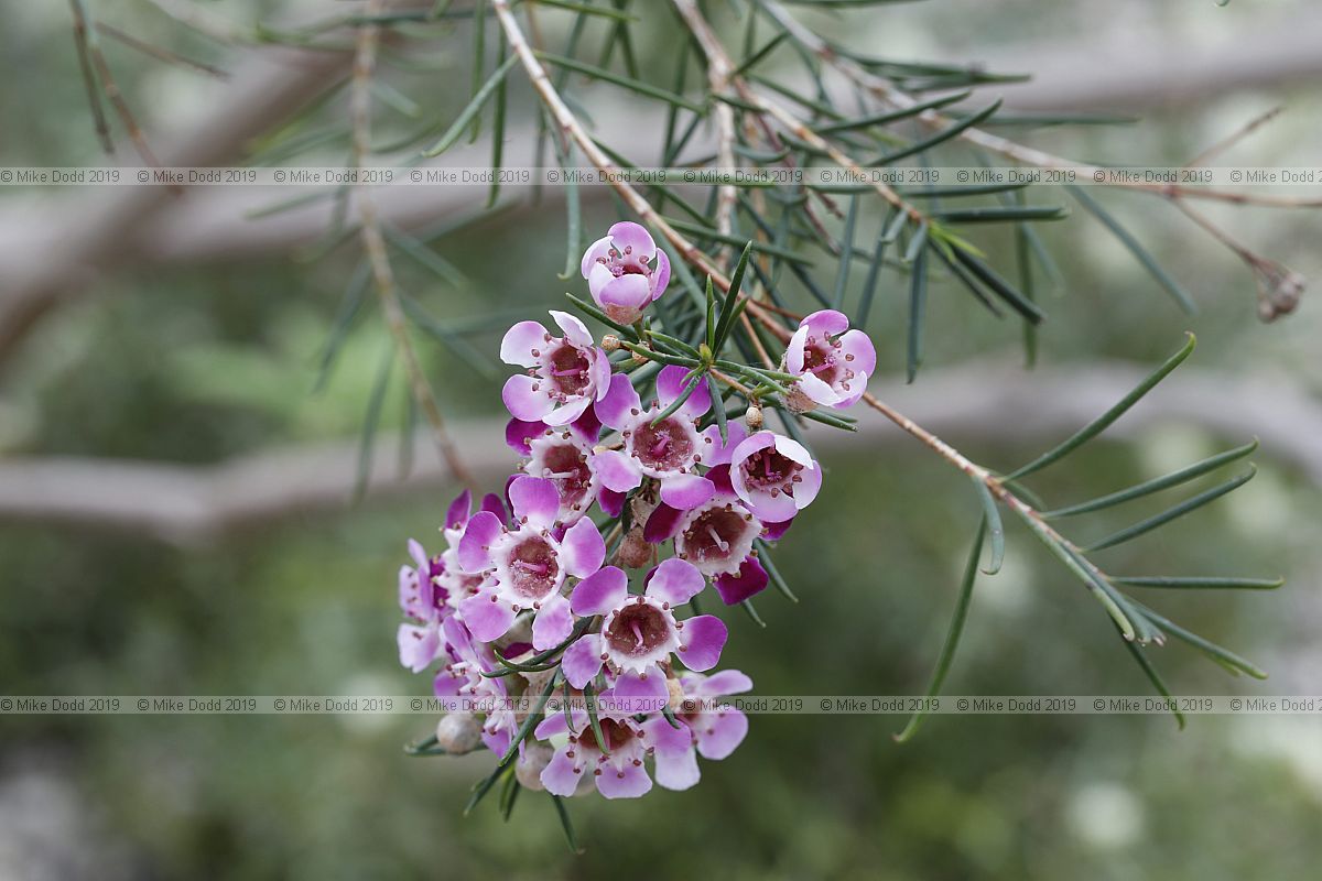 Chamelaucium uncinatum