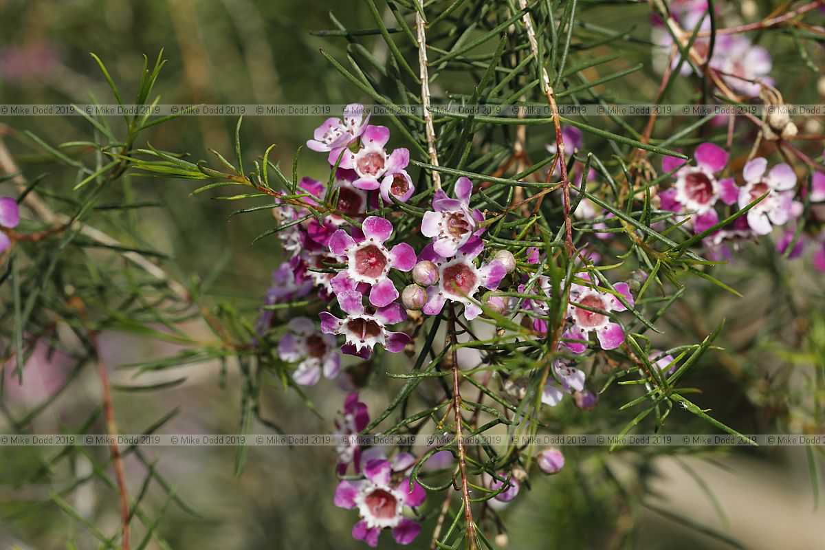 Chamelaucium uncinatum